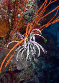 Close-up of coral in sea