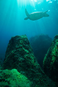 School of fish swimming in sea