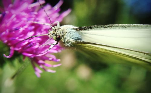 Close-up of butterfly on pink flower