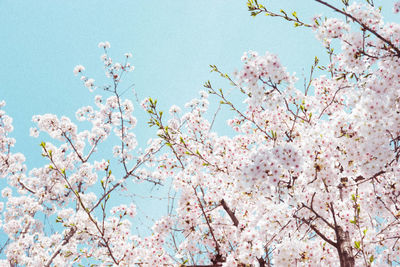 Low angle view of cherry blossoms