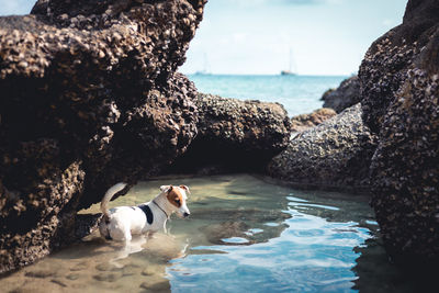 Dog standing on rock by sea