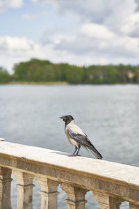 Bird perching on wooden post by lake against sky