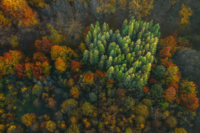 High angle view of autumn trees in forest