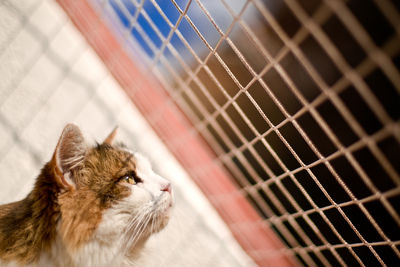 Close-up of cat looking away