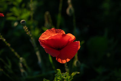 Close-up of red poppy flower