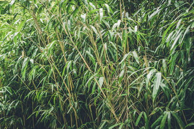 Full frame shot of bamboo plants on field