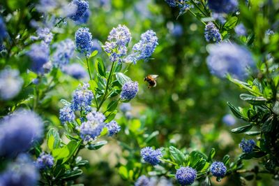 Close-up of bee pollinating on lavender