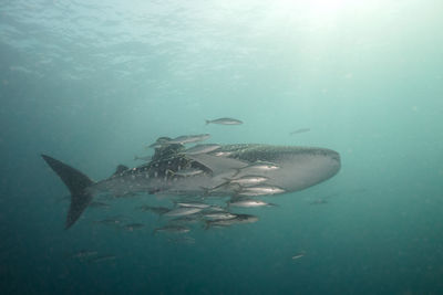 Whale shark swimming at koh ha thailand