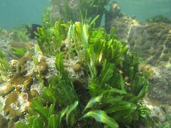 Close-up of plants growing outdoors