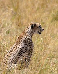 High angle view of a cheetah on field