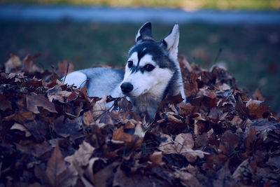 Close-up of a dog looking away