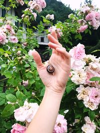 Midsection of person holding pink flowering plants