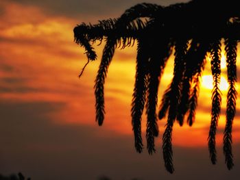 Close-up of silhouette palm tree against sky during sunset