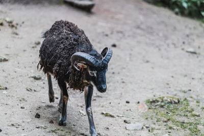 Goat walking on a field