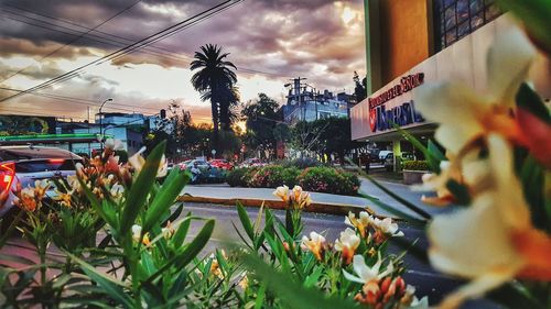 Palm trees and plants in city against sky