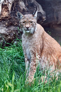 Portrait of cat on field