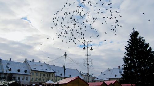 A flock of birds