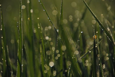 Close-up of raindrops on grass