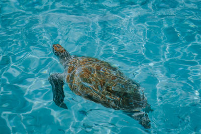 High angle view of turtle in swimming pool