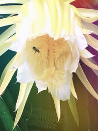 Close-up of yellow flower
