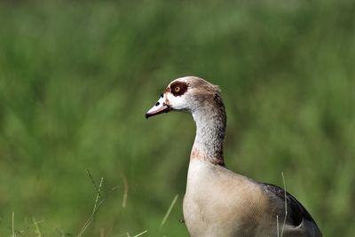 Close-up of a bird