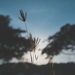 Close-up of silhouette plant on field against sky