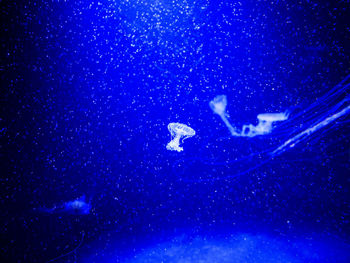 Close-up of jellyfish swimming in sea