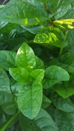 Close-up of leaves