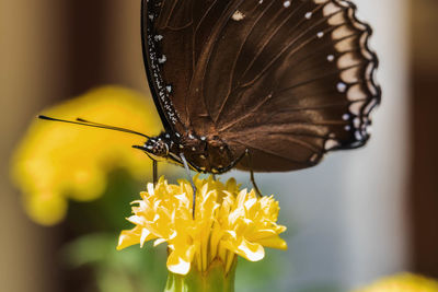 Close-up of butterfly perching on yellow flower