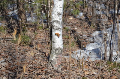 View of a forest