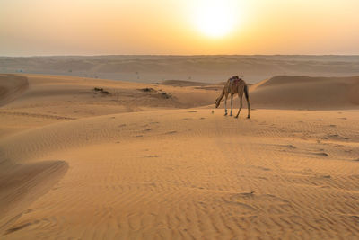 Dromedary camel in the early morning in arabian desert. rising sun on the horizon. 