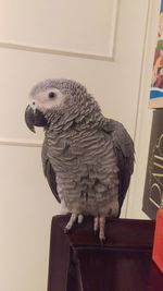 Close-up of parrot perching on wood at home