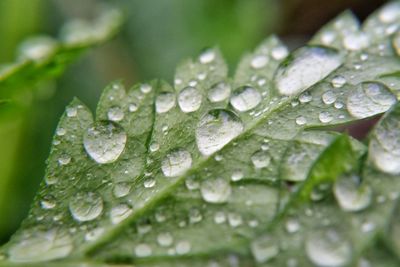 Close-up of raindrops on leaf