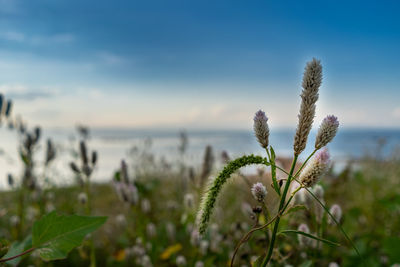 Close-up of plant growing on field against sky