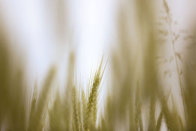 Close-up of wheat growing on field