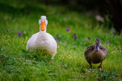 View of birds on grass