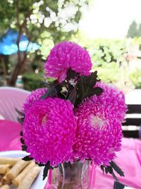 Close-up of pink flowers