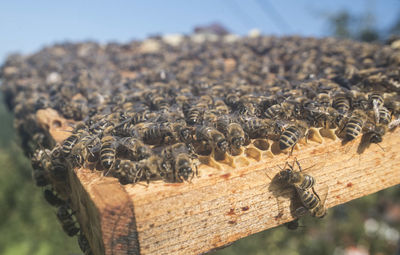 Close-up of bee on wood