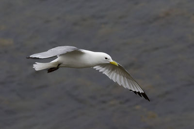 Close-up of seagull flying in mid-air