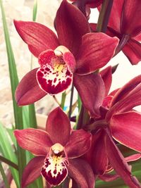 Close-up of red flowers blooming outdoors