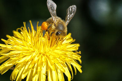 Close-up of bee on flower