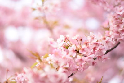 Close-up of pink cherry blossoms during springtime