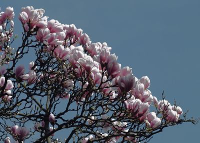 Low angle view of pink cherry blossoms in spring