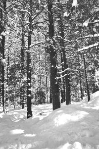 Trees in winter