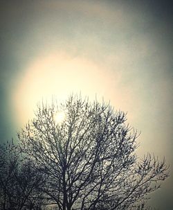 Low angle view of bare trees against sky