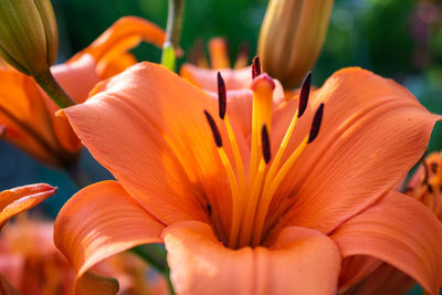 Close-up of orange lily