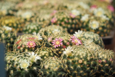 Close-up of cactus plant
