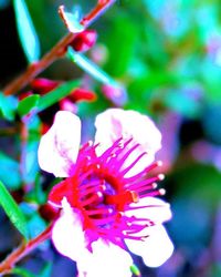 Close-up of pink flower blooming in garden