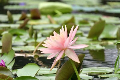 Close-up of water lily in lake