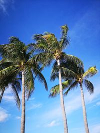 Low angle view of palm tree against sky